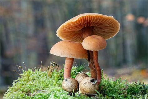 Pilze Symbiose Foto And Bild Wald Natur Nahaufnahme Bilder Auf