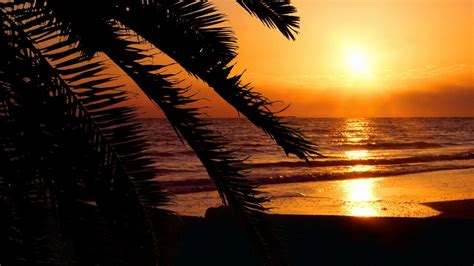 Download Florida Beaches Palm Trees Silhouettes Sunset Wallpaper