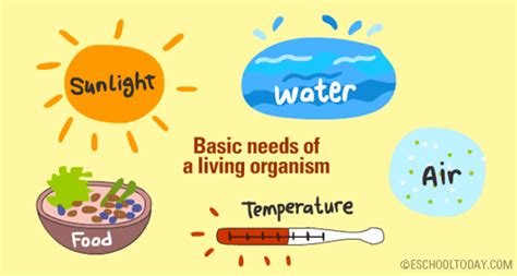 What Basic Things Do All Living Organisms Need To Survive Basic