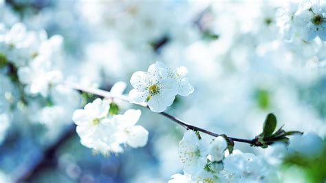 Wallpaper Closeup Photography White Flowers Nature Depth Of Field