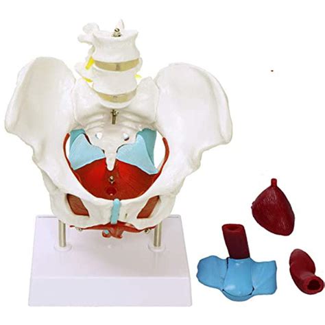 Buy Dbscd Anatomy Model Female Pelvis Life Sized With Base Pelvic Floor