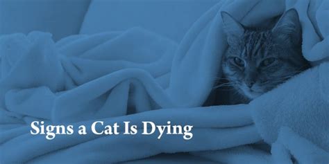 Signs Your Cat Is Dying Of Cancer Ellie Turnbull