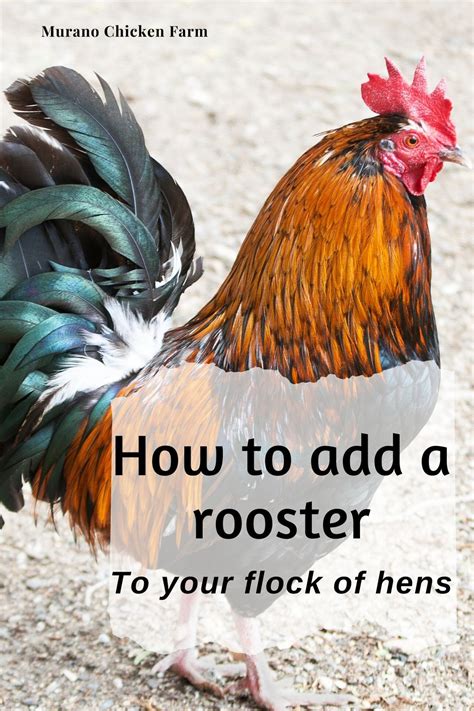 How To Add A Rooster To The Flock Backyard Chicken Farming Chickens