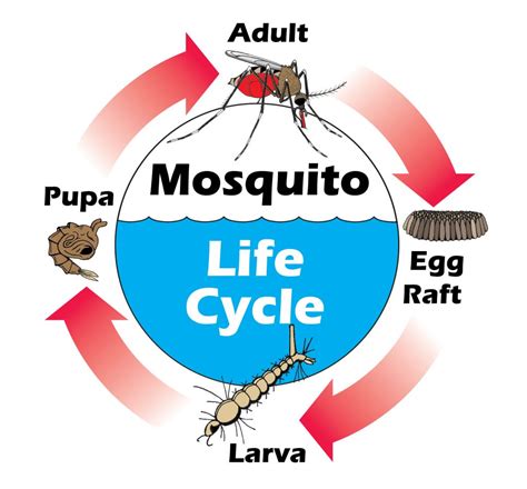 Using The Mosquito Life Cycle To Hitem Where It Hurts Mosquito Tek Llc