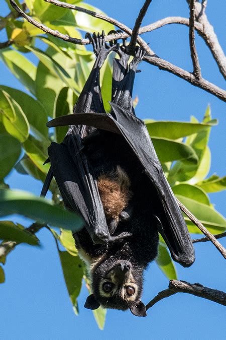 Spectacled Flying Fox Spectacled Fruit Bat Cairns Australia