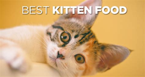 Everyone needs best kitten food because pet culture has become quite common these days. Best Kitten Food Brands & Formulas (2019's Top 6 ...