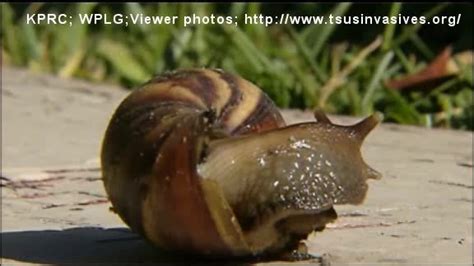 Deadly Snails Invading Houston Carry Meningitis Fox 2