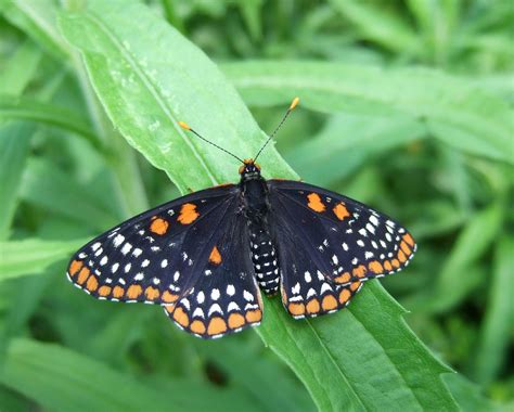 One Of My Faves Ive Always Liked Baltimore Checkerspots Flickr