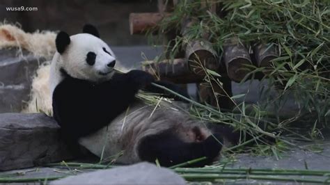 Pandas Staying In Dc Longer Return To China In 2023