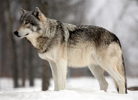 Wolves Change More Then Rivers Biol420 Unbc Animal Behaviour