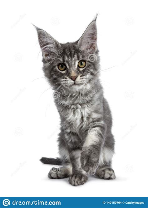 Very Cute Blue Tabby Maine Coon Cat Kitten Isolated On