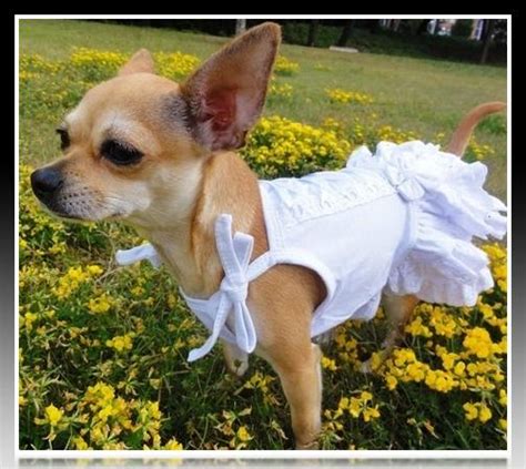 Vestiditos Para Perritas Chihuahua Imágenes De Ropa Para Perros