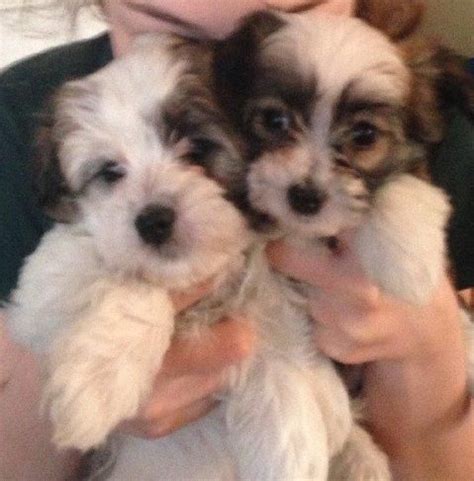 Looking for a puppy or dog in illinois? Adopt Zoey's Girls - Chicago, Illinois on | Maltese dogs ...