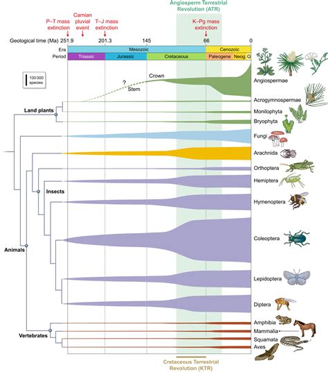 The Angiosperm Terrestrial Revolution And The Origins Of Modern