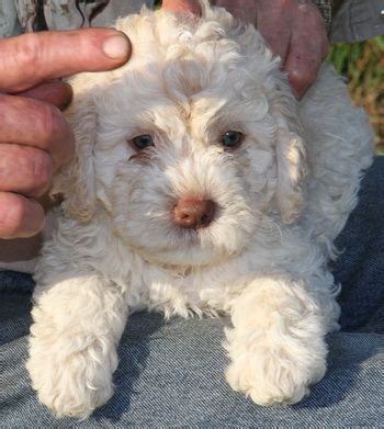 Directory of quality lagotto romagnolo dogs from the whole world. Lagotto Romagnolo | Dog breeder, Lagotto romagnolo puppy, Dogs
