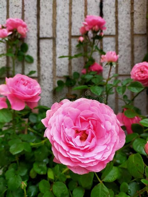 Beautiful Blooming Pink Roses Stock Photo Image Of Flower Garden