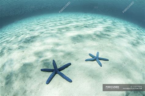 Starfish On Shallow Sandy Seafloor — Horizontal Sunny Stock Photo