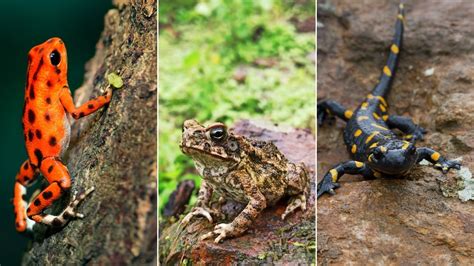 Amphibian Species Frogs Toads And Salamanders Online Field Guide