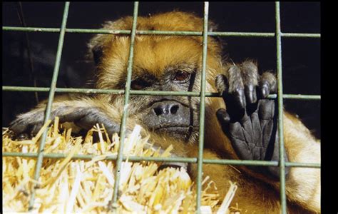 Animales Salvajes Que Son Legales Para Tener Como Mascotas Taringa