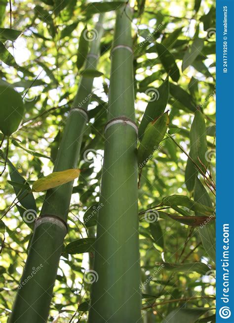Two Green Bamboo Stalks In A Bamboo Grove Close Up On A Sunny Day Stock