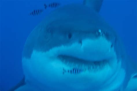 Worlds Biggest Great White Shark Filmed By Diver Is As Huge As Jaws