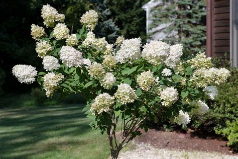 Tree Hydrangea Panicle Hydrangea Plant Care And Growing Guide
