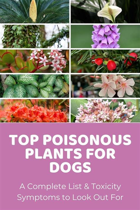Many pet owners have a general knowledge of dog health, but not of the larger scope of common substances poisonous to dogs. List of Safe and Poisonous Plants for Dogs - Doodle Doods ...