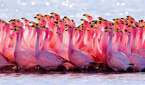 45 Pink Flamingo Wallpapers Wallpapersafari