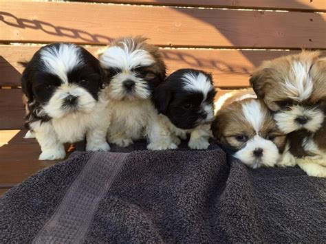 Buy and sell on gumtree australia today! Shih Tzu Puppies For Sale | Alexandria, KY #150050