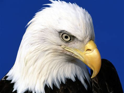 Nice Wallpapers Photos Of Bald Eagles Bald Eagle Pictures Bald