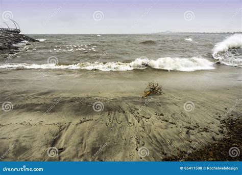 Madera De Deriva Trenzada En La Playa El Estrellarse Fuerte De Las