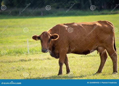 Brown Cows On A Meadow In September Stock Photo Image Of Beef
