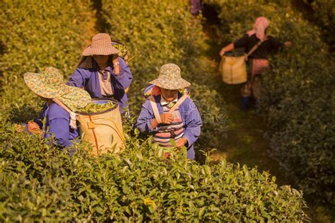 Thailand Chiang Rai Mae Salong Tea Plantation Editorial Photography Image Of Asia Tealeave