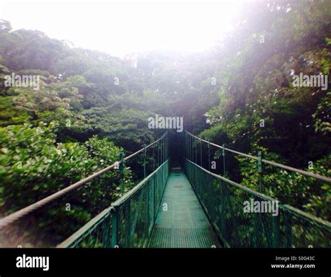 Hanging Bridge In Forest Stock Photo Alamy