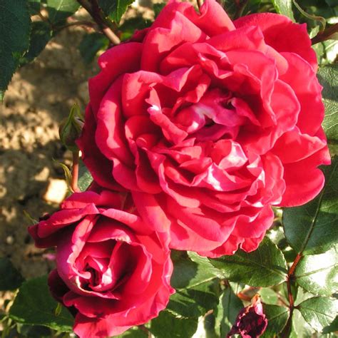 Free shipping for many items! Mrs Sam McGredy CLIMBING rose | Trevor White Roses ...