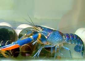 Beli bibit lobster air tawar online berkualitas dengan harga murah terbaru 2021 di tokopedia! Budidaya Udang Air Tawar ( Lobster ) ~ gerobak tanah tua