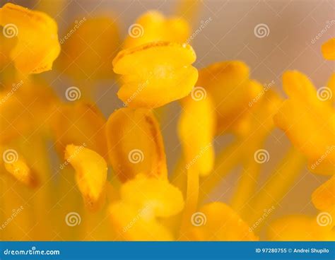 Yellow Pollen On A Flower In Nature Stock Image Image Of Bloom