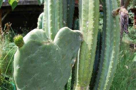 Jul 23, 2021 · the spineless prickly pear is a type of evergreen cactus that, unlike other types of prickly pear cacti, isn't armed and dangerous. Spineless Prickly Pear Cactus | Buy Organic Medicinal Herb ...