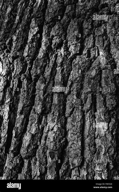 Black And White Tree Bark Stock Photo Alamy