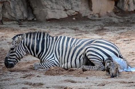 After A Long Labor Mother Zebra Gives Birth Zebra Zebras Baby Zebra