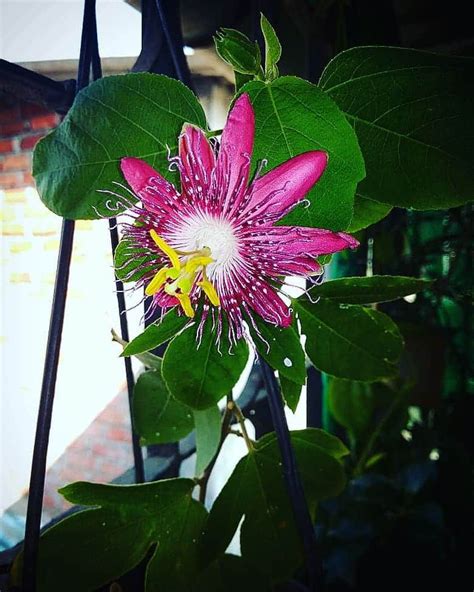 How To Grow Passion Flower In Pot Culture