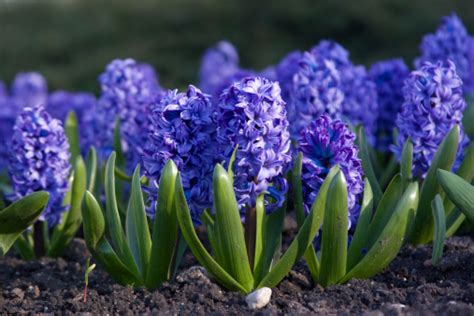 Blue Hyacinth Stock Photo Download Image Now Istock