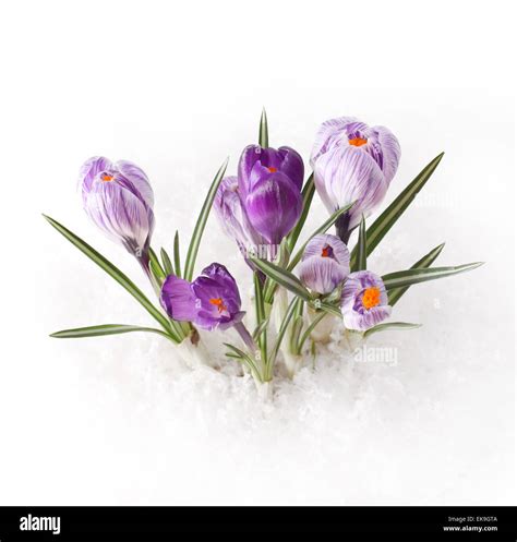 Spring Flower In Snow Stock Photo Alamy