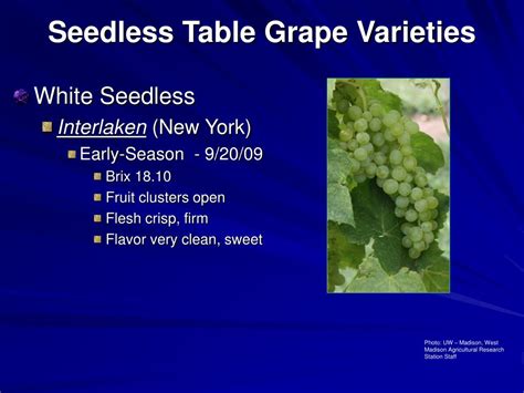 Ppt Seedless Table Grapes 2009 Update Powerpoint