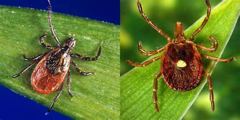 10 Types Of Ticks That Transmit Diseases How To Id Tick Species