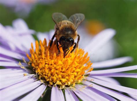 Bee And A Daisy Stock Photo Image Of Pollen Garden 38049988