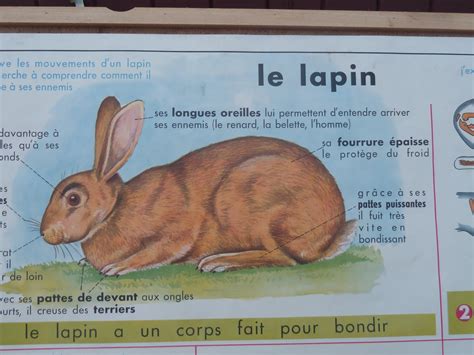 Ecole Fmr Affiches Scolaires Le Lapin Et L Argile Affiche Scolaire Mdi