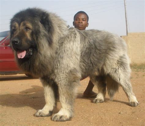 Caucasian Mountain Dog Bred To Hunt Bears In The Caucasus Region Of