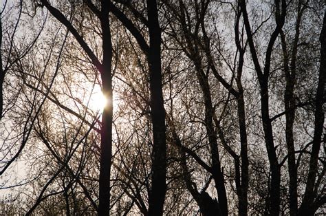 Free Images Tree Nature Forest Branch Winter Sunlight Morning