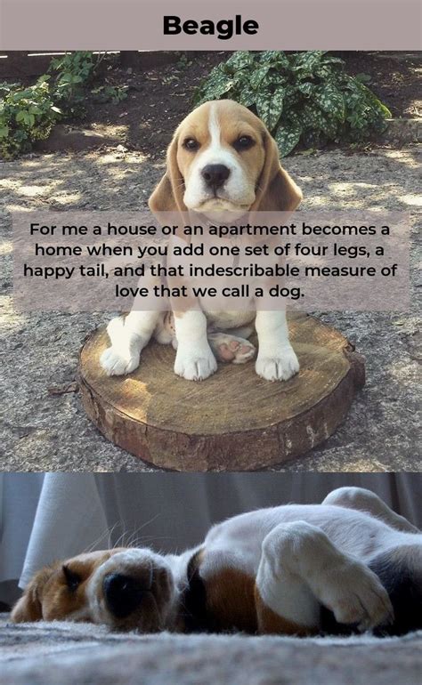 Beagle Puppies Beaglesofig Beagles Memes Beagle Puppy Beagle Happy